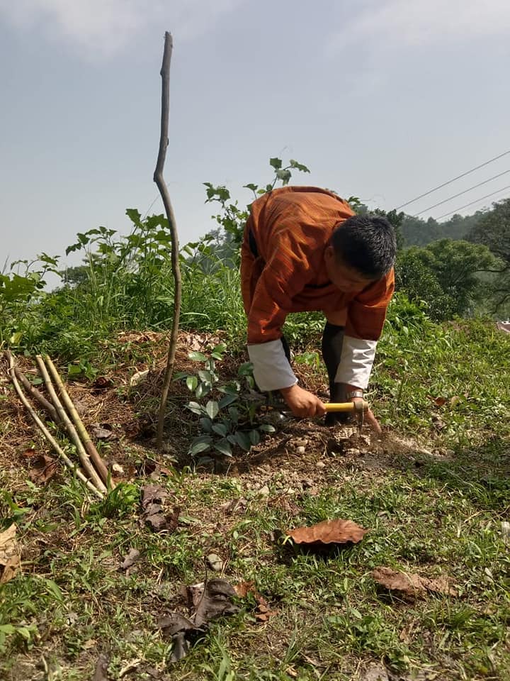 mass tree plantation