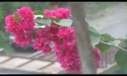 flower3