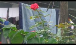 flower3