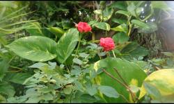 flower2